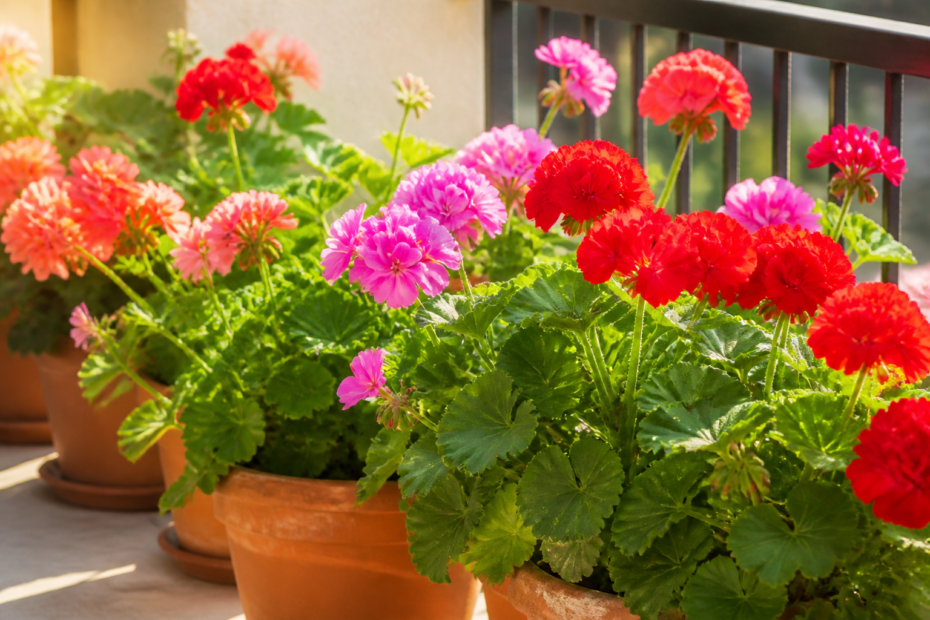 Pelargonijos