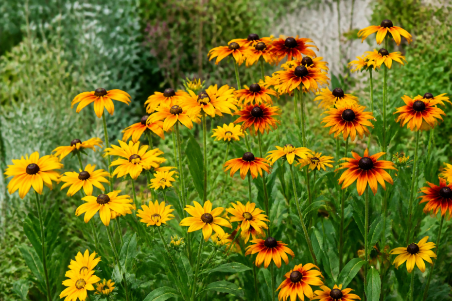 Rudbekijos